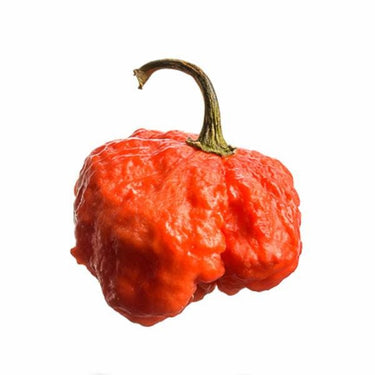 BTR Butch T Reaper Scorpion Seeds - The Pepper Pantry (Formerly Marie Sharp's)